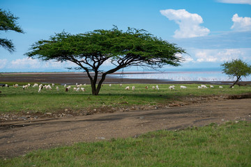 Fototapeta na wymiar Flock of sheeps on the coast on lake Natron in northern Tanzania. Maasailand, Engare Sero, Natron lake coast, Rift Valley