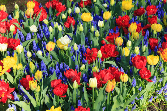 318 Best Champ De Fleur Images Stock Photos Vectors Adobe Stock
