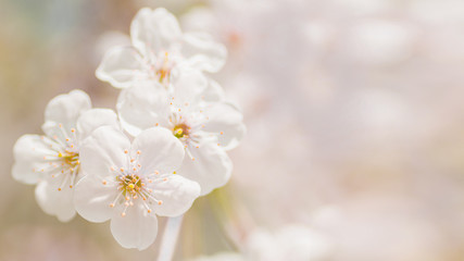 Obraz premium blooming cherry buds pink colors beginning of spring blooming cherry buds branch banner with copy space