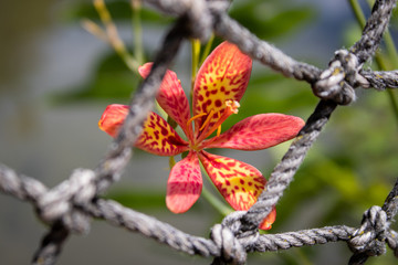Flower peeking through rope fence