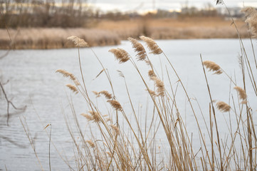 Reed blown by the wind in Vacaresti Natural Park, the first urban natural park in Romania