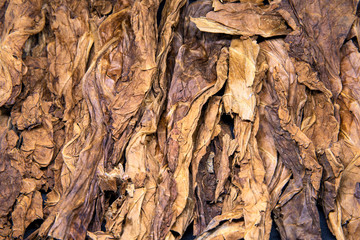 Tobacco leaf texture photo, yellow brown cigarette material. Golden sun dried tobacco leaves. Pile...