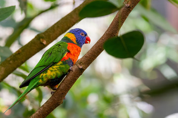 rainbow lorikeet on a branch