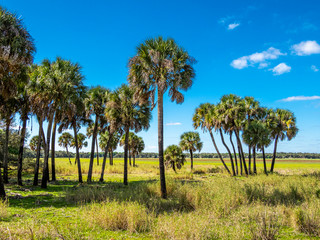 Open field with a clear blue sky   at Myakka River State Park in Sarasota  Florida