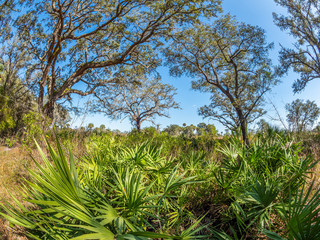 Myakka River State Park in Sarasota  Florida