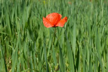 red poppy in field