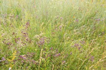 Summer landscape with field of flowering herbal plants