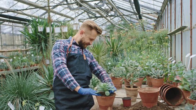 In a industrial flower greenhouse man gardener working concentrated he planted a decorative flower into a pot he wearing a blue gloves. 4k
