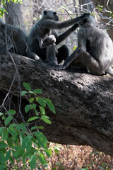 Gray Langoor Fighting with aggression Monkey fighting 