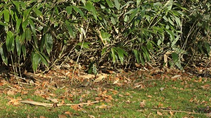 Rotkehlchen (Erithacus rubecula) vor Bambus