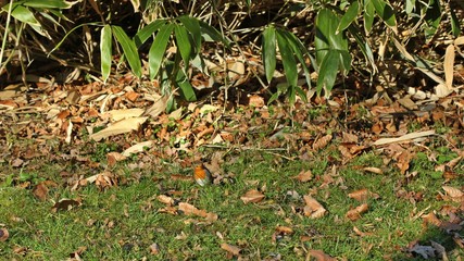 Rotkehlchen (Erithacus rubecula) vor Bambus