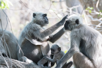 Gray Langoor Fighting with aggression Monkey fighting 
