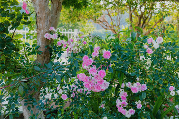Fototapeta na wymiar 庭に咲くミニバラ