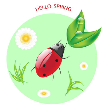 Ladybug, daisies - round icon, isolated on white background - vector. Enviroment protection. Hi spring