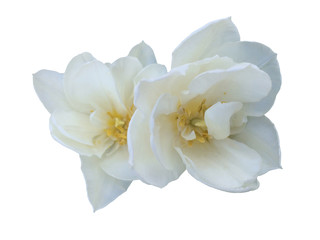 White tulip flower on a white background
