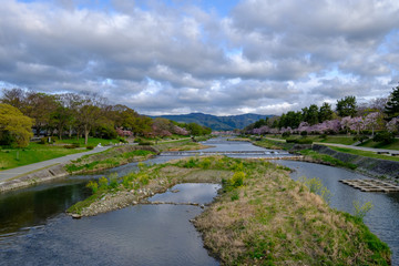春の花が咲く賀茂川