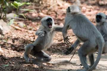Obraz premium Gray Langoor Fighting with aggression Monkey fighting 