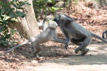 Obraz premium Gray Langoor Fighting with aggression Monkey fighting 