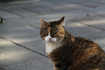 Castellina in Chianti
