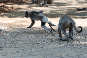 Gray Langoor Fighting with aggression Monkey fighting 