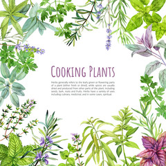 Culinary herbs and plants, frame, hand drawn watercolor © nurofina