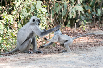 Gray Langoor Fighting with aggression Monkey fighting 