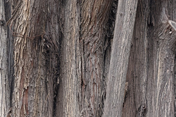 texture background of tree trunk bark.Fragment of narrow tree trunks