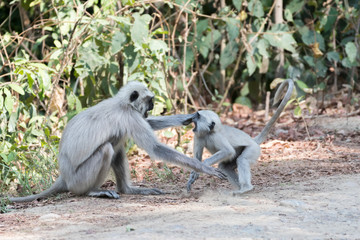Obraz premium Gray Langoor Fighting with aggression Monkey fighting 