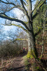 Verschlungene Pfade des Westerwaldsteigs am Dreifelder Weiher
