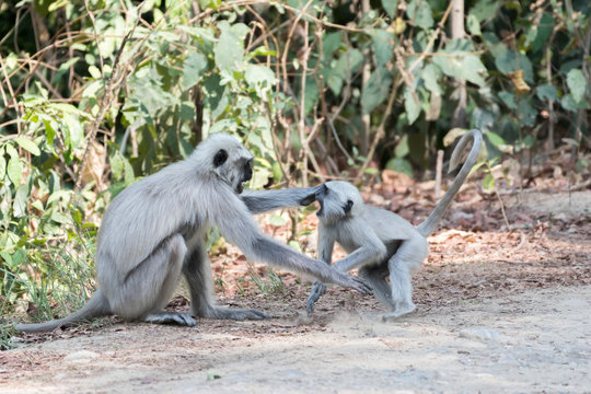 Gray Langoor Fighting with aggression Monkey fighting 