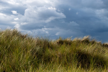 Fototapeta premium Dreamy image with green spikey grass and blue cloudy sky on the English coast