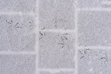 Traces of birds in the snow