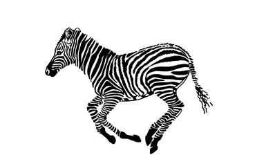Fototapeta na wymiar Graphical zebra isolated on white background,vector illustration
