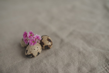 Quail eggs and small pink flowers close-up on a rustic linen background. Easter background concept.