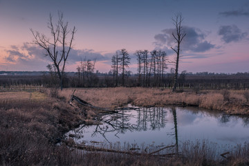 Fototapeta na wymiar A pond near the Pilica backwaters near Mniszew, Poland