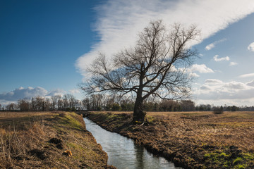 Fototapeta na wymiar Lonely tree on the river near Mniszew, Poland