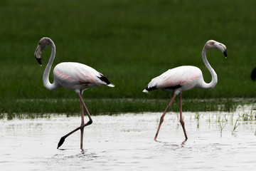 Greater Flamingo Phoenicopterus roseus is the most widespread and largest species of the flamingo family.