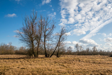Trees in the Pilica river valley at sunny day near Mniszew, Poland
