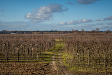 Fototapeta na wymiar Dirt road in an orchard at sunny day, Poland