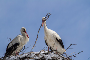 Storks building their nests in the last snow in April