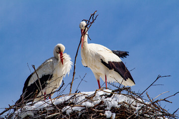 Storks building their nests in the last snow in April
