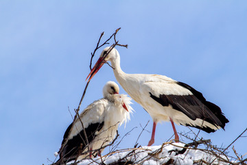 Stork at nest building after a new onset of winter with snow