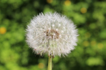 Fototapeta premium Löwenzahn