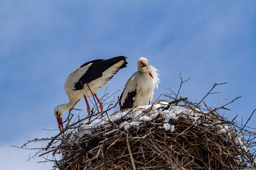  Stork in spring