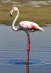 Greater Flamingo Phoenicopterus roseus is the most widespread and largest species of the flamingo family.