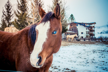 Portrait of a beautiful horse on a farm in winter