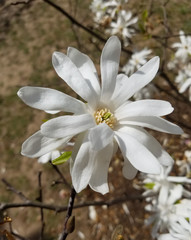 Fototapeta na wymiar Spring background with blooming magnolias.