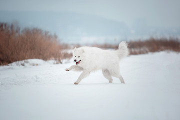 Obraz na płótnie Canvas Samoyed dog in winter landscape. Dog in snow. 
