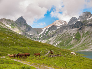 Panoram view towards Ortstock near Glattalpsee lake, Swiss Alps mountains, blue sky, cloudscape, horse in foreground,  summer sunny day, Braunwald, Muotathal valley, Canton Schwyz, Glarus, Switzerland