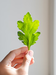 Hand with chrysanthemum green leaf.  Woman is holding freshly picked plant on grey shadowed background.